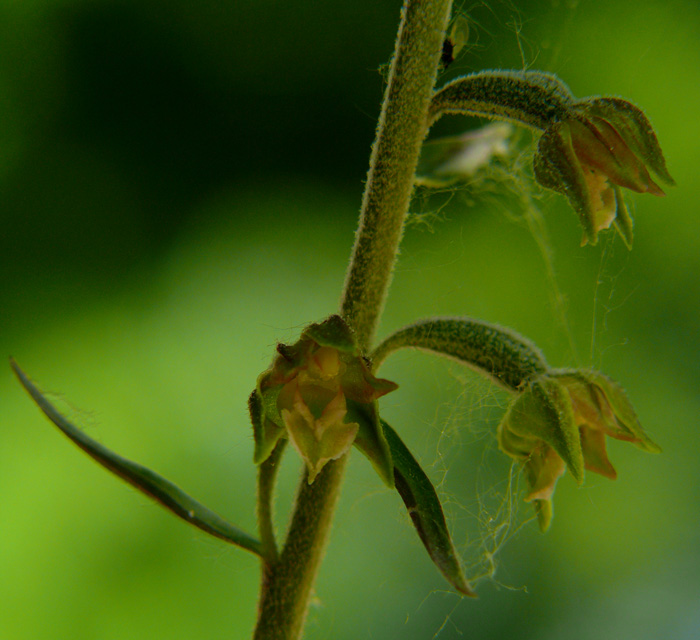 Epipactis microphylla: stelo e gemme